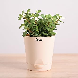 Ugaoo Good Luck Jade Plant with Self Watering Pot