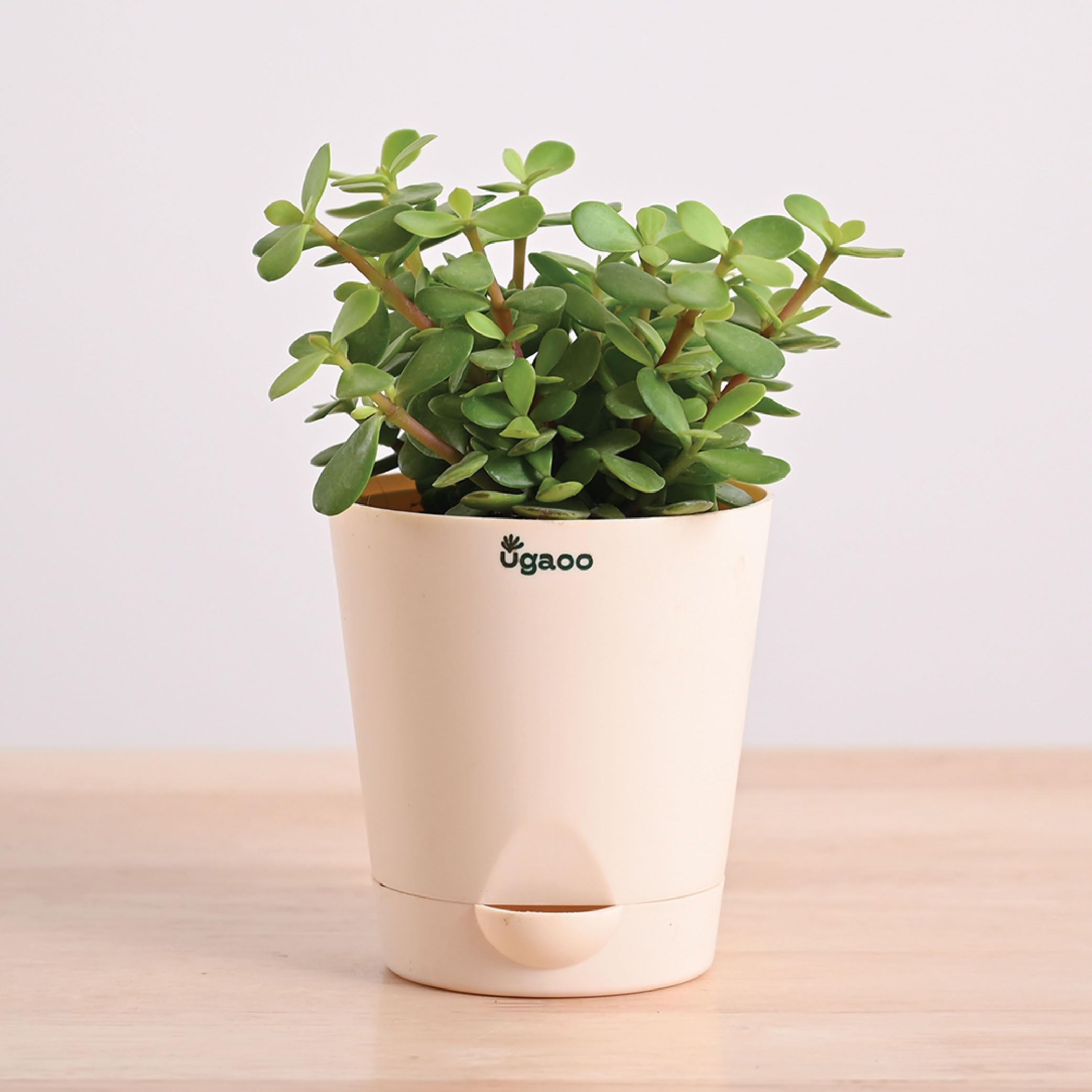 Ugaoo Good Luck Jade Plant with Self Watering Pot