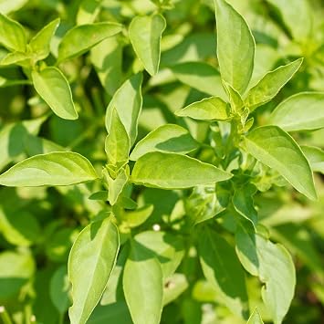 Mountain Valley Seed Co Lemon Basil Herb Garden Seeds 1 Lb Bulk Non-GMO
