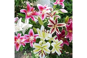Stargazer Lily Bulbs: A Fragrant Explosion for Your Garden