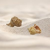Vista 4 de Needzo Conchas de cangrejo ermitaño para crecimiento natural, conchas marinas grandes, paquete de 2 turbo, 2 pulgadas