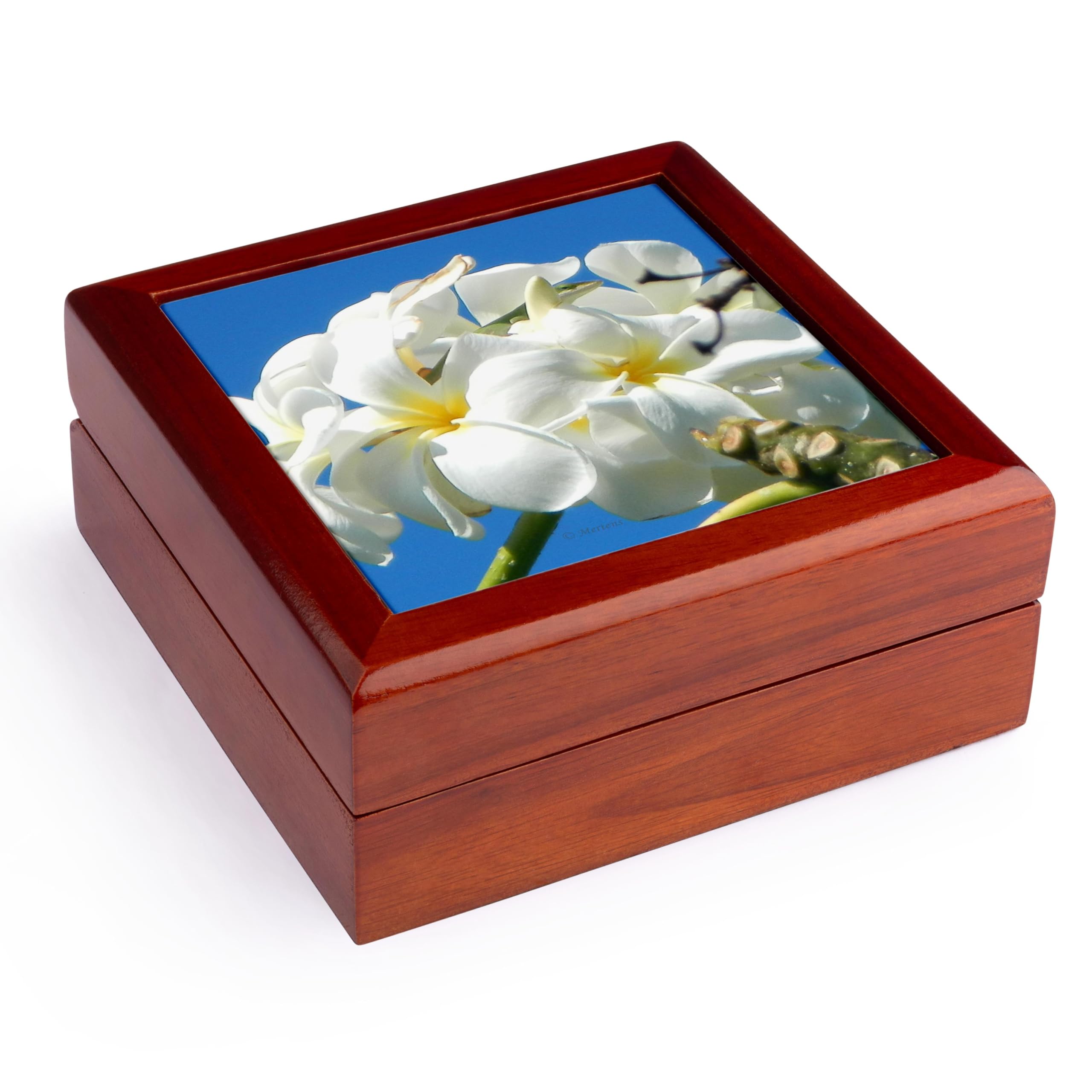 3dRose White Plumeria Grown in Hawaii, Jewelry Box jb-107144-1