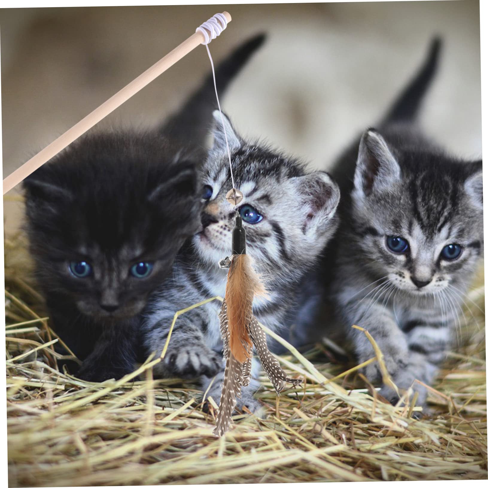 minkissy Lot De 5 Recharges pour Chat Jouets Interactifs pour Chaton Jouets De Remplacement Faciles À Utiliser 8 Pièces X 5