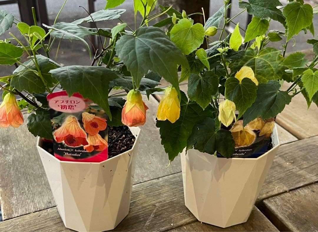 本物モンステラ デリシオーサ イエローマリリン(大株) 組織培養苗では