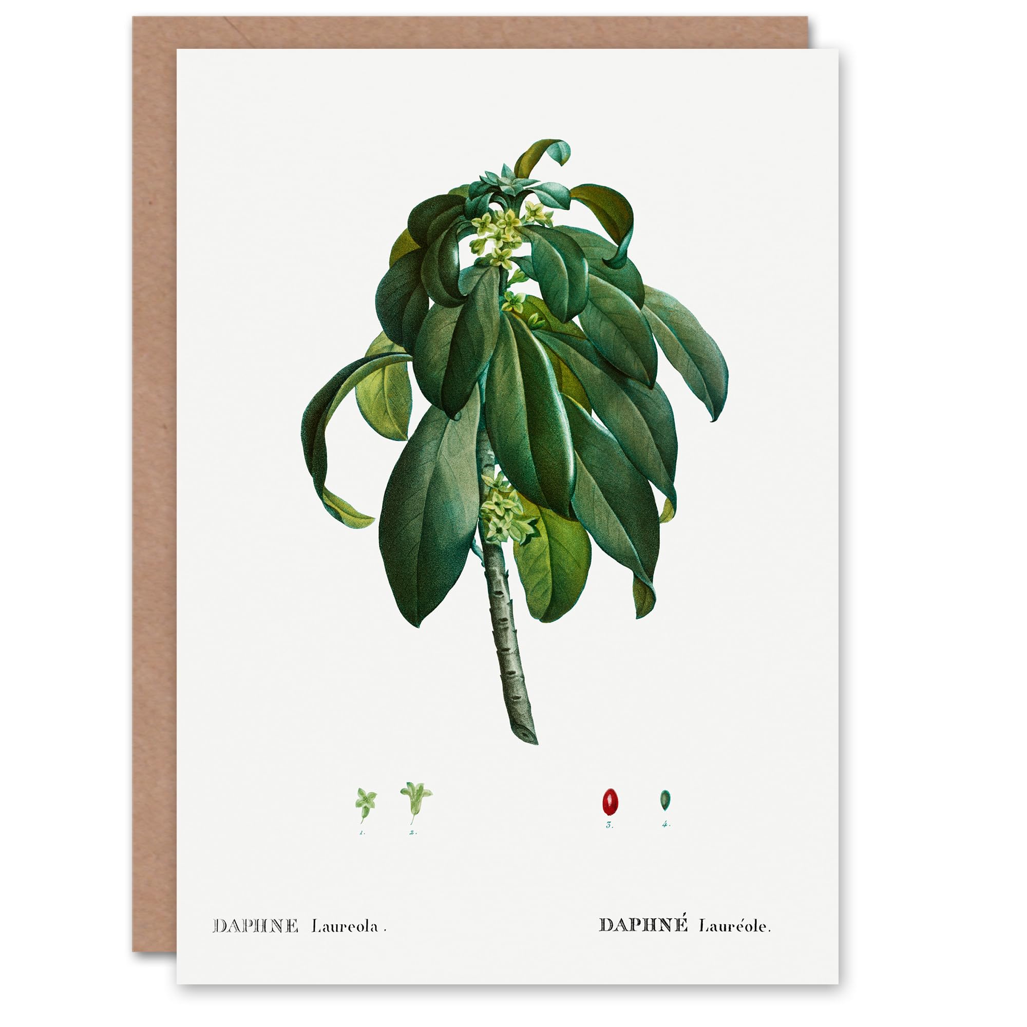 Artery8 Pierre-Joseph Redouté Art Card Spurge Laurel Vintage Botanical Illustration
