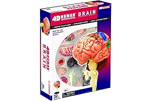 Human Brain Anatomy Model: Embark on a Brain-Building Expedition!
