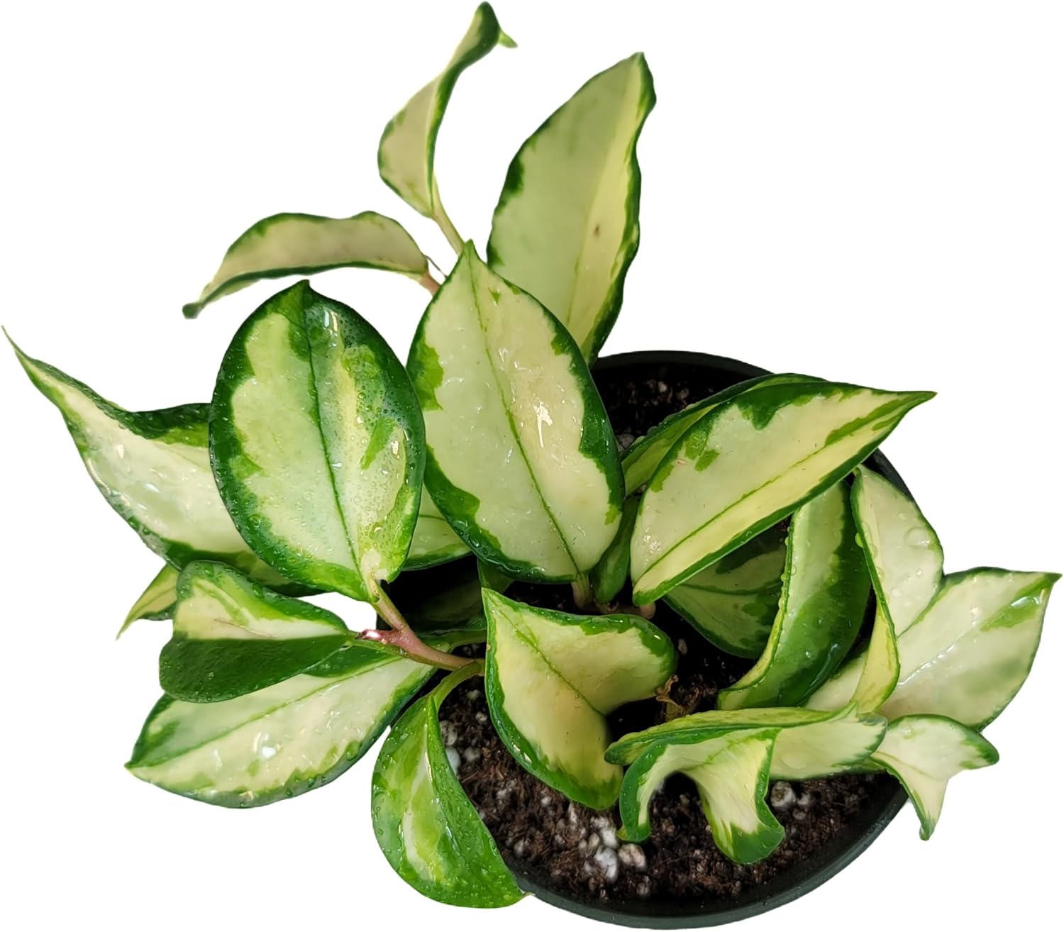 Tricolor Hoya Krimson Princess Available in 2",4", & 6" Pot, Hoya Carnosa Vareiagata, Live Hoya Plant(6" Pot with Multiple Plants)