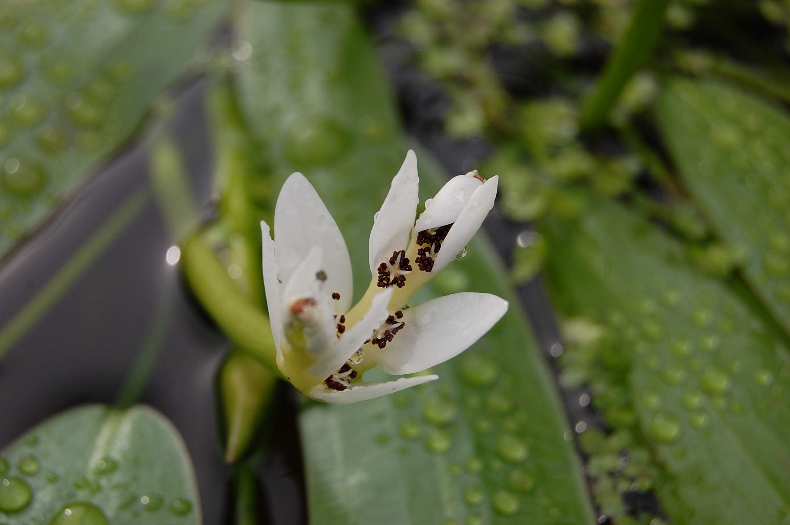 Lincolnshire Pond Plants Ltd Nymphoides Peltata Deep Water Bareroot
