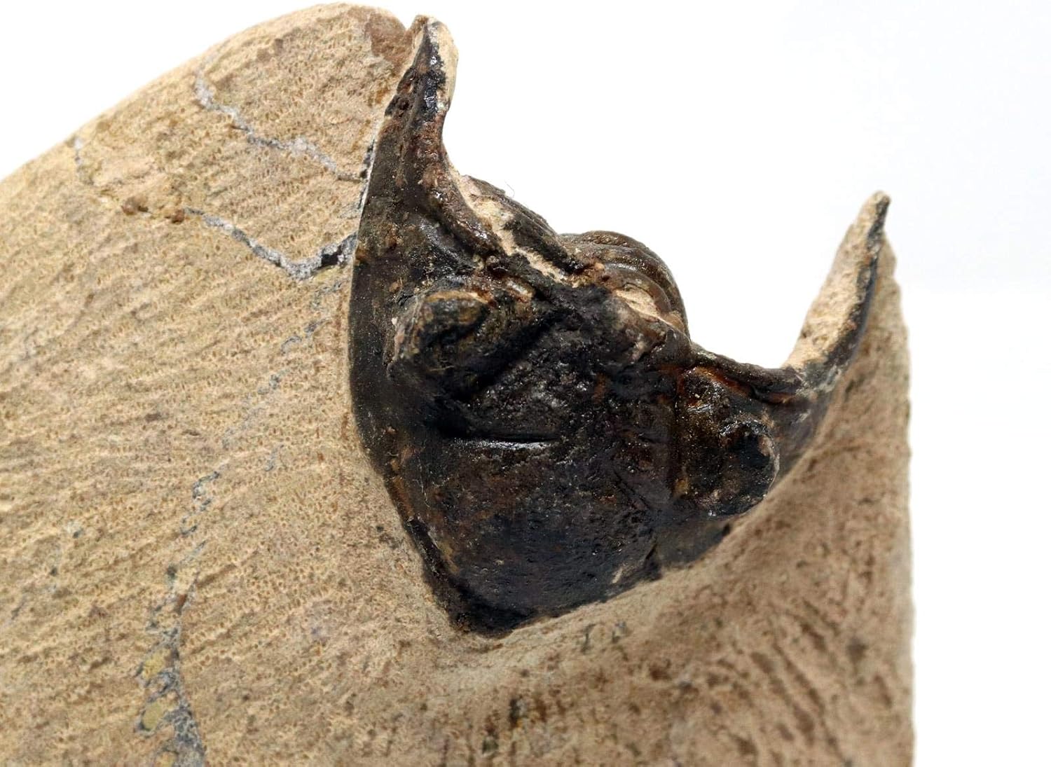 Metacanthina Trilobite Fossil Morocco 390 Million Years Old #15769 11o