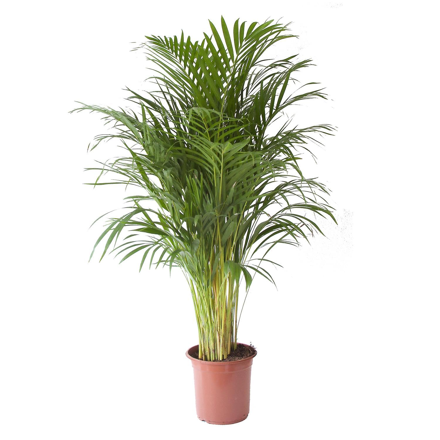 Areca de Salón Natural en Maceta de 17 cm Un Verdadero Regalo para tu Hogar