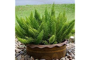 Asparagus Fern Meyeri: Enhance Your Greenery with a Touch of Elegance