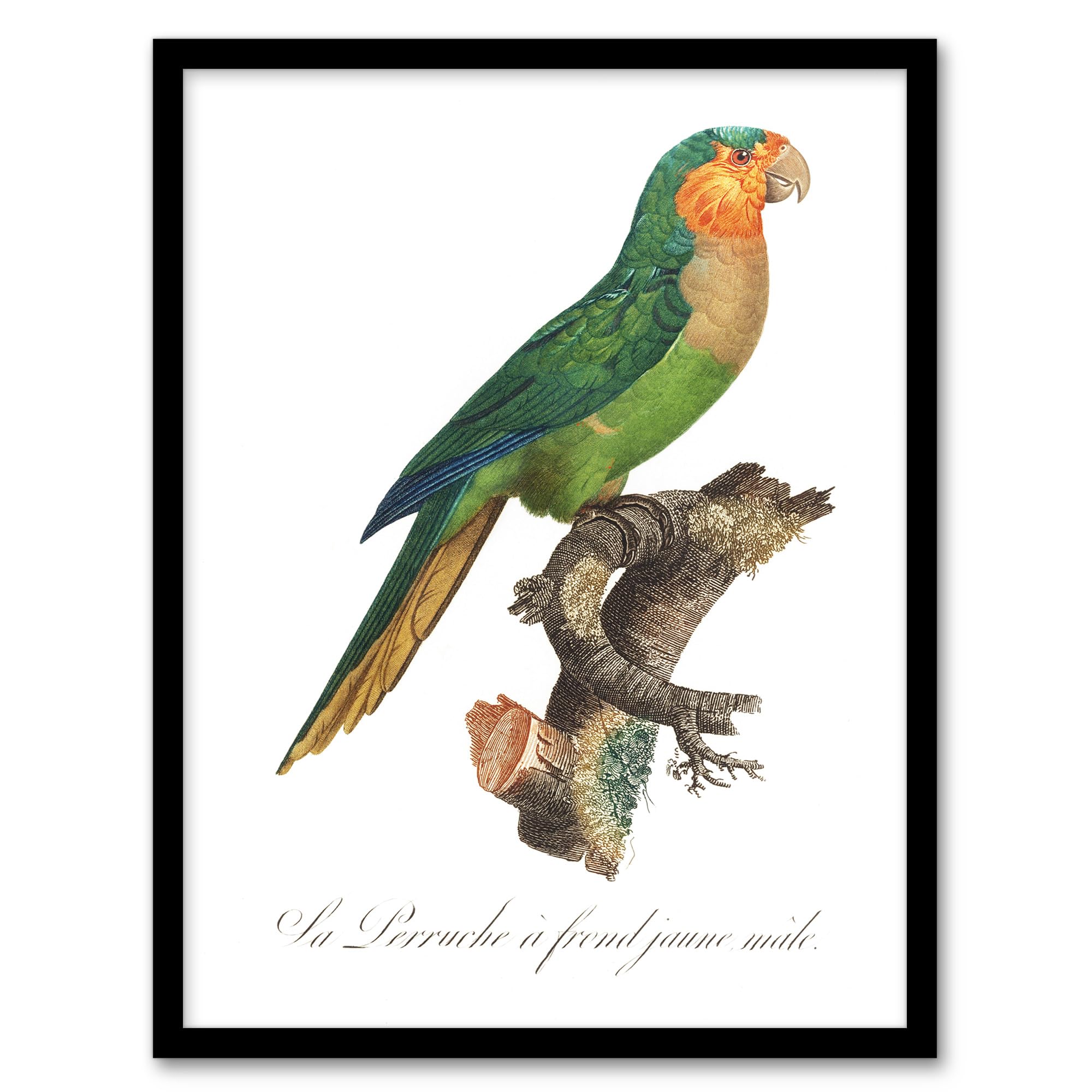 Artery8 - Framed Print - Yellow Headed Amazon Parrot Levaillant - W12" x H16" - White