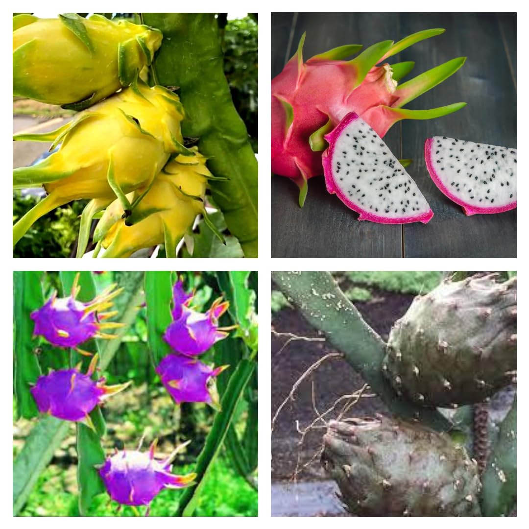 Combo Pack Of-4 Red Dragon Fruit Plant, Black Dragon Fruit Plant, Blue Dragon Fruit Plant, Yellow Dragon Fruit Live Plant (Original Variety In Origin India) Healthy Plant With- Pepper Bag (B0D2H3SCTG) Amazon Price History, Amazon Price Tracker