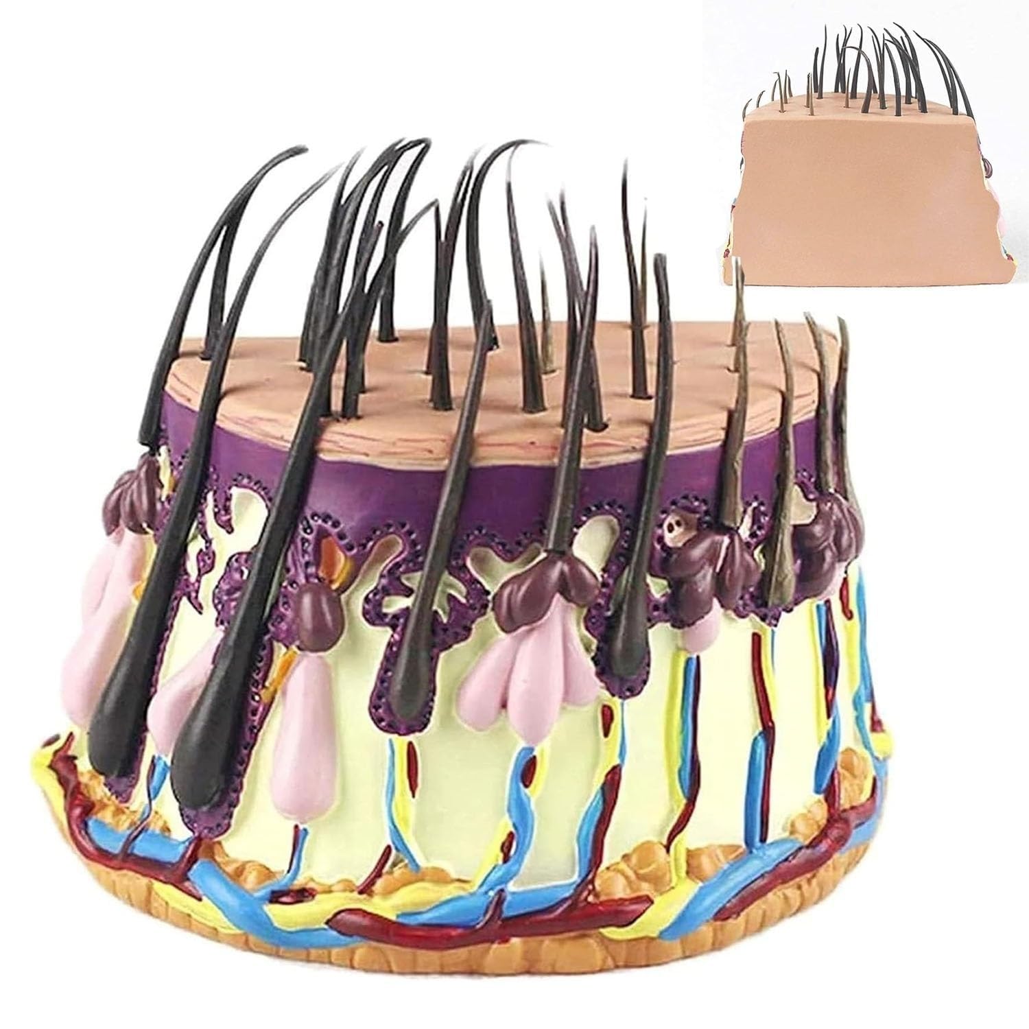 YNIYUJKL Hair Follicle Anatomy Model,Hair Growth Cycle Model, Human Hair Skin Anatomical Model For Analyze Hair Condition Study And Display