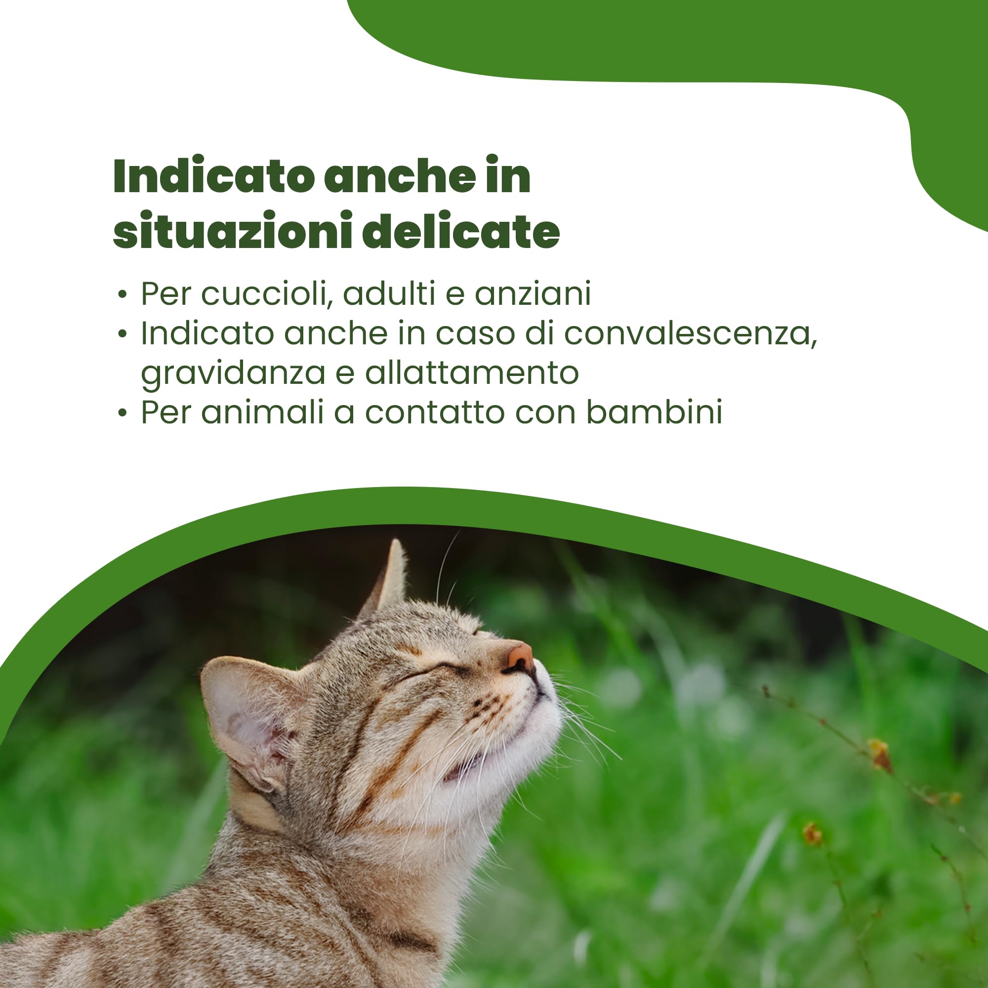 CAMON | Spot-On Protection Gatto, 5 Fiale da 2ml con Olio di Neem e Aminoacidi, Protezione Naturale