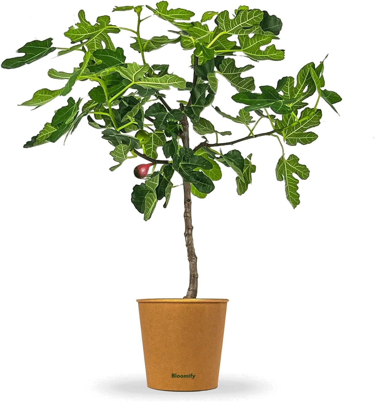 Feigenbaum Im Topf Im Freien überwintern gruenwaren jakubik Feigenbaum - hell UND dunkel - in 1 Topf, Obstbaum