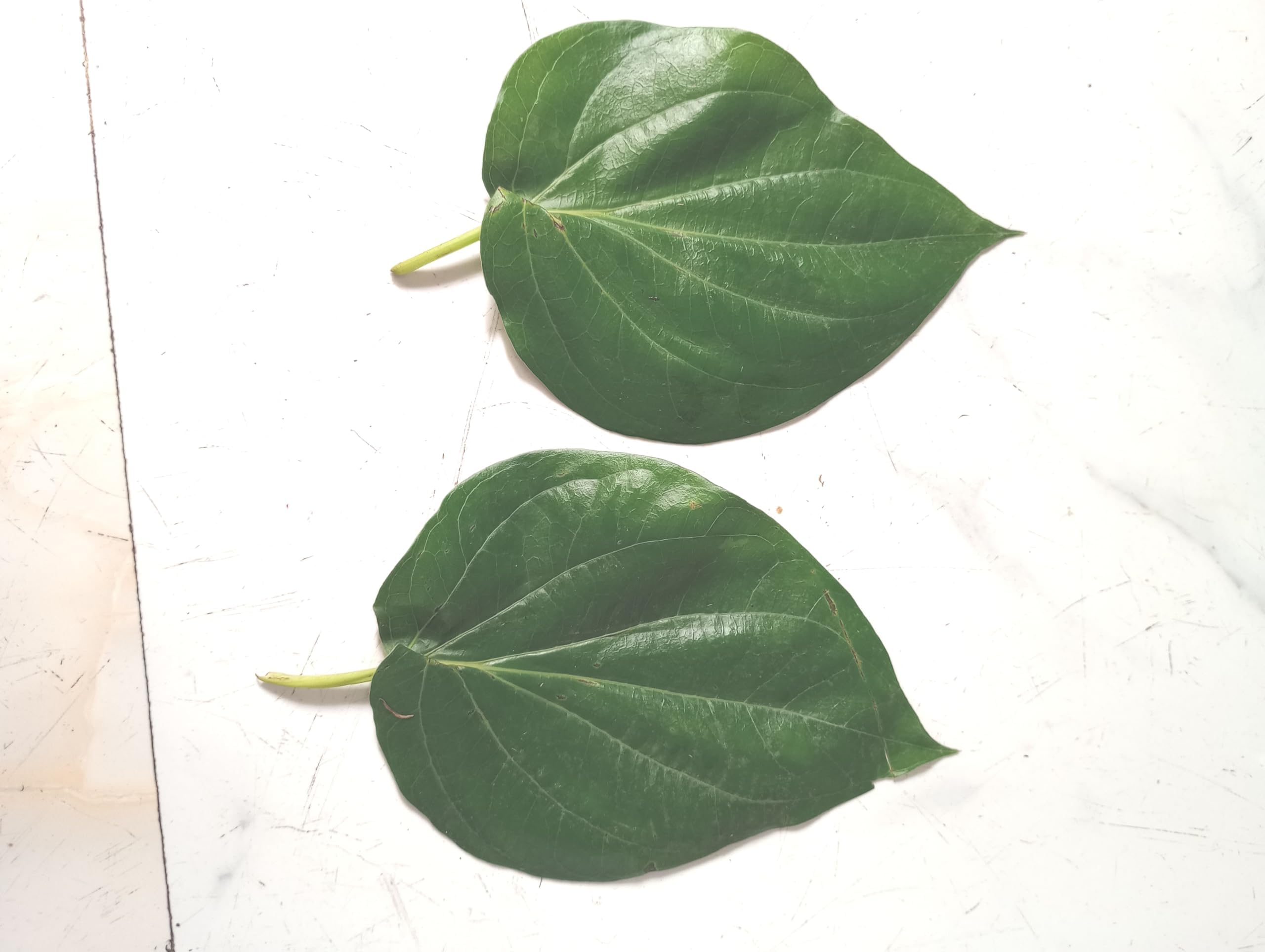 Aadityaa's Sweet Betel Leaves Mitha Pan Pata, Bengal Traditional Large Size Sweet Paan Pata for Puja and Chew from Medinipur, Pack of 20 Leaves.