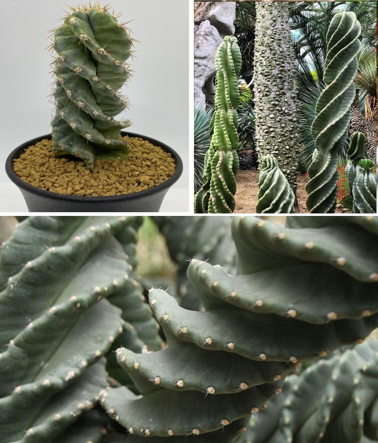 Screwdriver Cactus Seeds | Cereus Peruvianus Spiralis | 10 Seeds