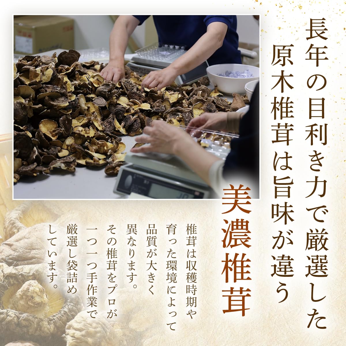 Amazon.co.jp: 美濃椎茸 干し椎茸 国産 どんこ 500g 椎茸 原木椎茸