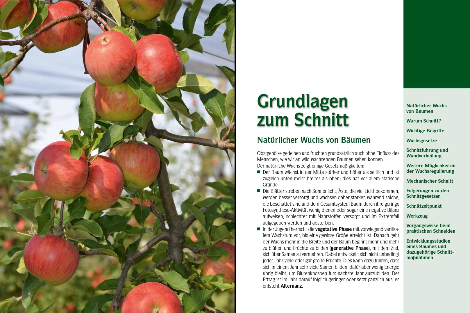 Der professionelle Obstbaumschnitt - Inkl. Vermehrung & Veredelung