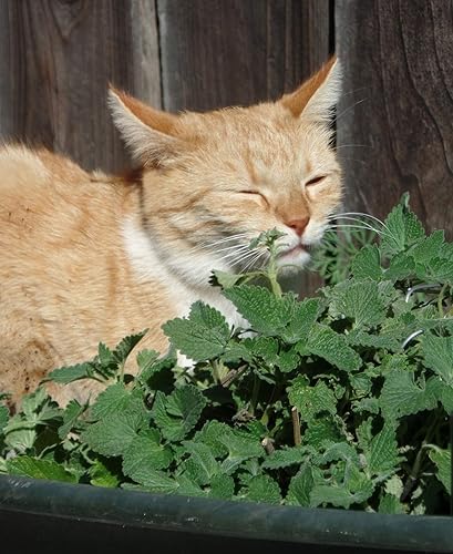 Semillas de menta gatera (hierba gata, hierba gatera, hierba gatera) Hierbas tradicionales para plantar sin OMG