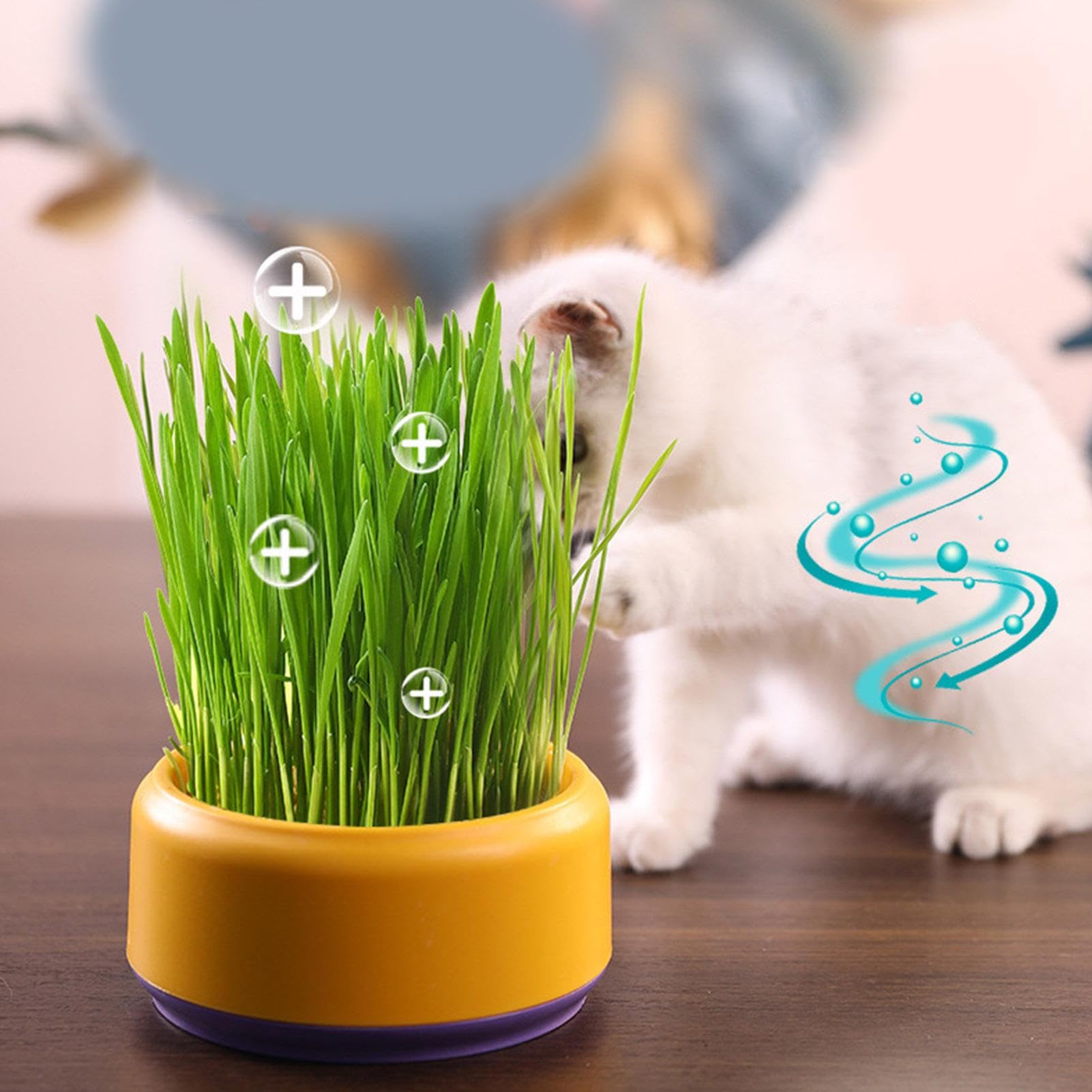 Kattengras Kweken: Tips, Voordelen en Verzorging
