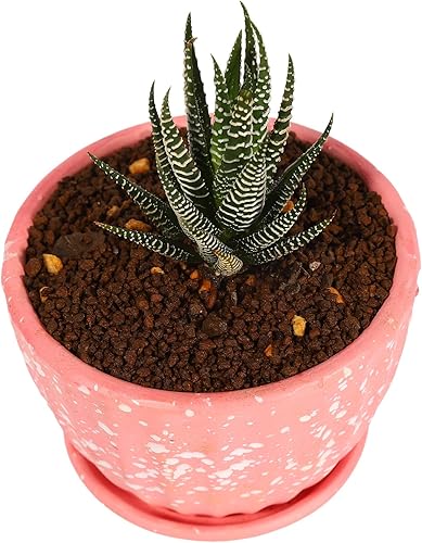 Miniatura 4 de Suelo japonés súper duro para bonsái Akadama  Grano extra pequeño (4 libras)  Ideal para esquejes, cultivo de plántulas, plantas de raíces finas