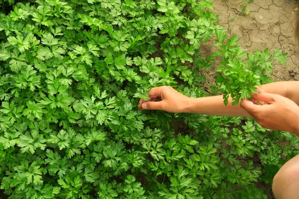mynatura 8 historische Saaten – Kräuter & Salat Raritäten | Blüten | Blumen | Garten | Bienenfreundlich | Bienen | Artenschutz (3xSet)