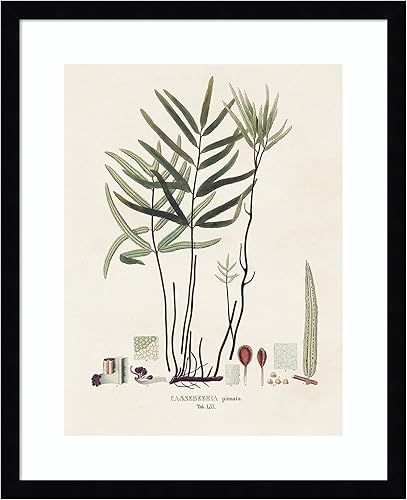 Miniatura 10 de Amanti Art Framed Wall Art Print (33x41) Botanical Society Ferns XI by Vision Studio Framed Poster for Wall Decor, Living Room, Bedroom, Bathroom,