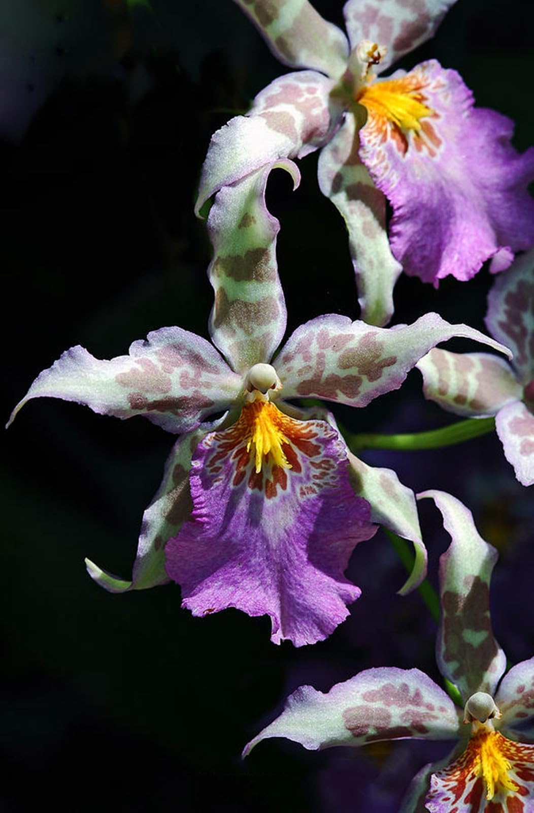 Raro Cymbidium Orchid, Perenne, Resistente - Giardini e Balconi, Adatta ai principianti-15bulbi-F