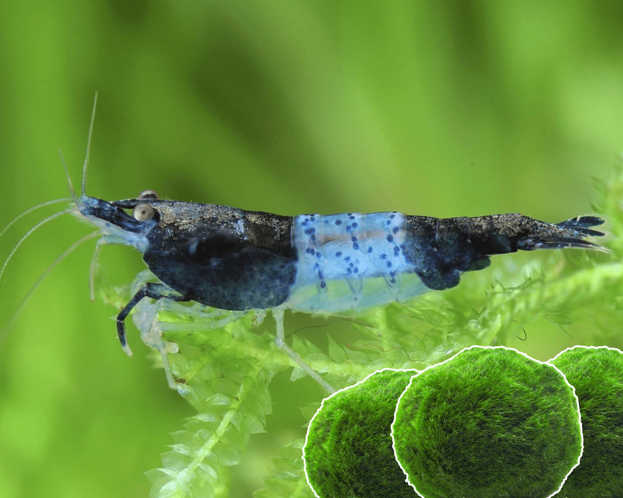 15x Neocaridina Garnelen Set + 3X Mooskugel - Farbige Ziergarnelen für Leitungswasser - Pflegeleicht & vermehrungsfreudig - Mit Cladophora Algenkugeln als Filter & Versteck im Aquarium