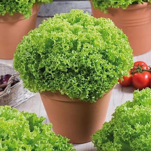 Semillas Lechuga Lollo Bionda Balcón No GMO Heirloom