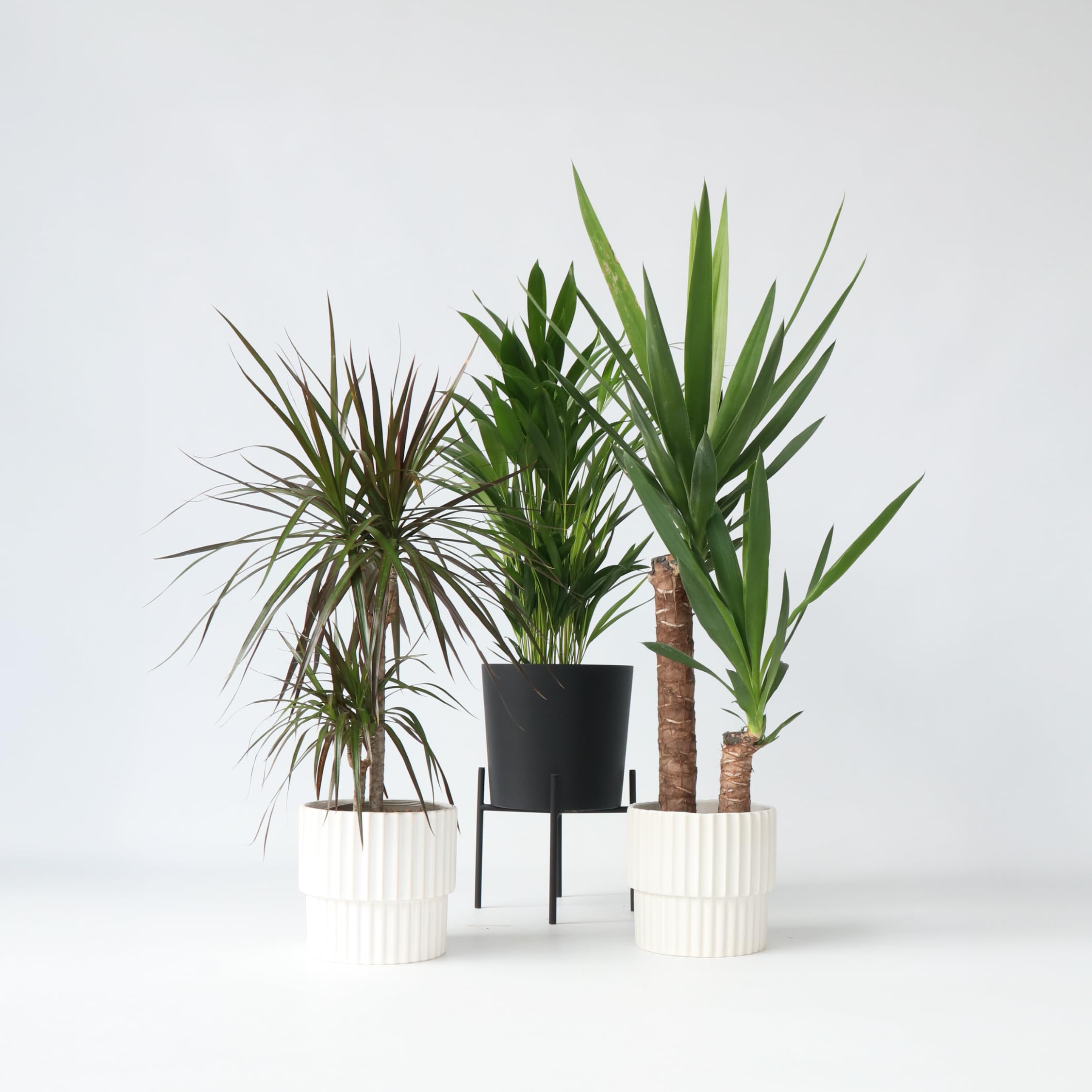 Plant in a Box - Zimmerpflanzen XL - 3er Mix - Palme - Areca, Dracaena,  Yucca - Grne Zimmerpflanzen - Topf 17cm - Hhe 70-90cm : Amazon.de: Garten