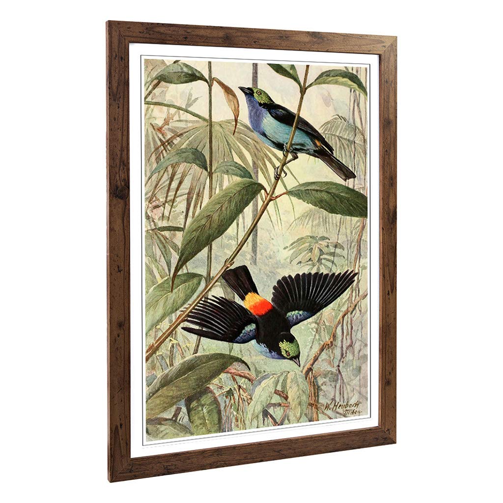 Big Box Art Framed Print of Vintage Walter Heubach Paradise Tanager Design | Wall Art Picture | Home Decor for Kitchen, Living Room, Bedroom, Hallway, Walnut, A2 / 24.5x18 Inch / 62x45cm