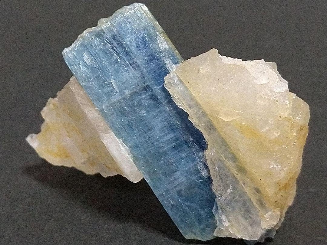 レア モルフォ蝶 絶滅 標本 19 青 ブルー 昆虫 美術 アート 芸術