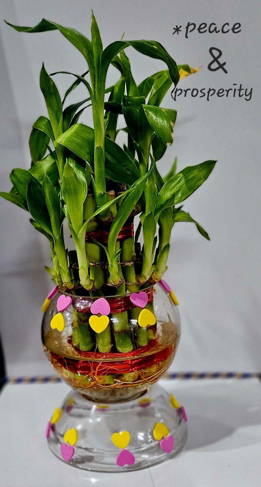See full amazon price history chart for R.R.V INTERNATIONAL 2 layer lucky bamboo plant with designer glass vase, Good Luck Air Purifying Bamboo Live Indoor Plant in Metal Vase Pot For Living Room, Table Decor, Balcony, Office R.R.V INTERNATIONAL 2 layer lucky bamboo plant with designer glass vase, Good Luck Air Purifying Bamboo Live Indoor Plant in Metal Vase Pot For Living Room, Table Decor, Balcony, Office (B0D9QCW374) Amazon Price History, Amazon Price Tracker