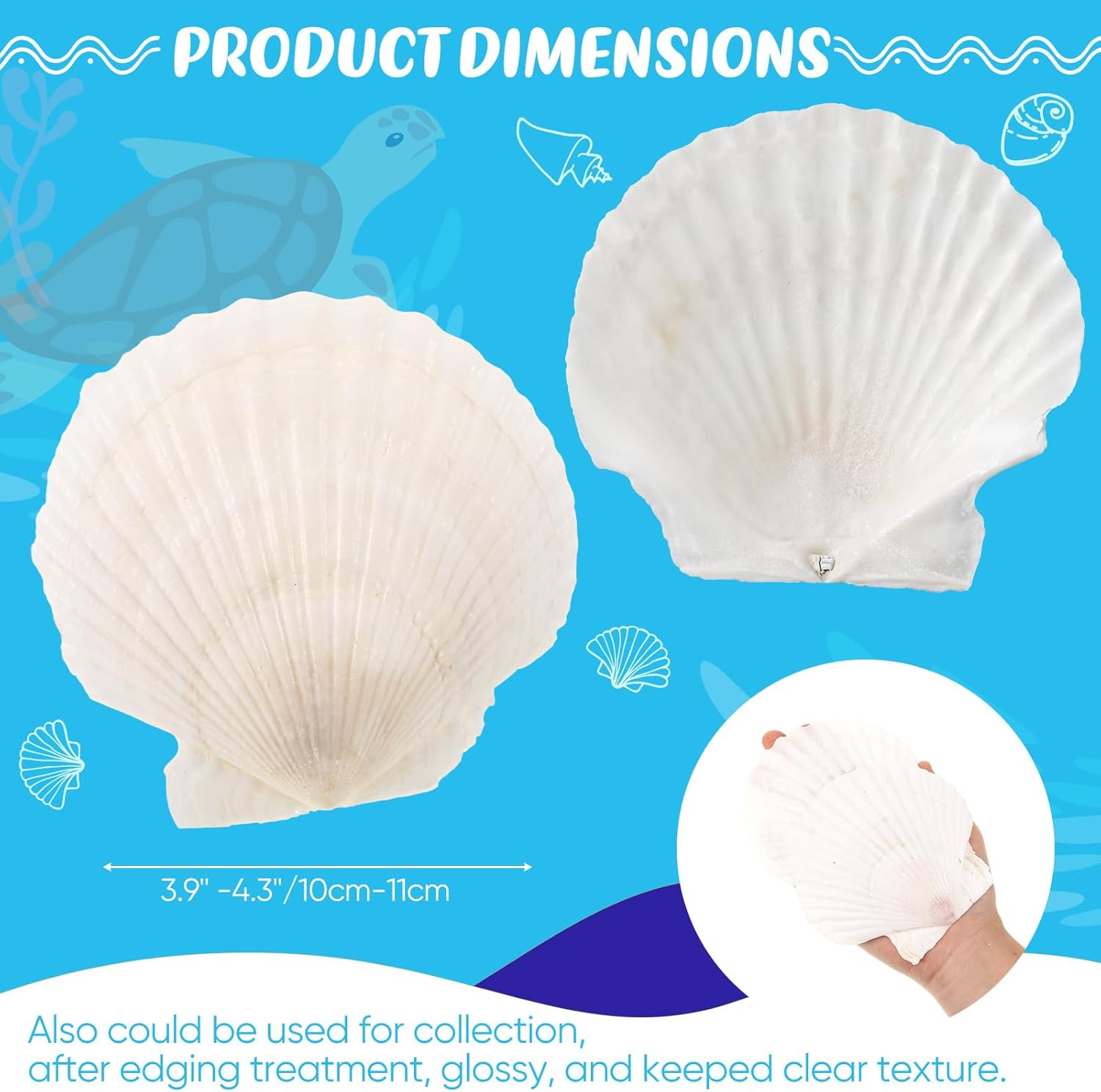 50 Pcs Sea Shell for Crafting Natural Large Scallop White Oyster Shells Bulk for Decorating DIY Home Decor Beach Wedding Ocean Themed Party(3.9''-4.3'')
