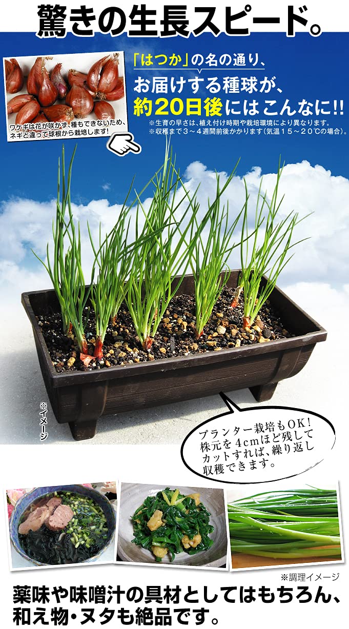 Amazon.co.jp: ワケギ種球 二十日ワケギ 300g / 国華園 25年春商品
