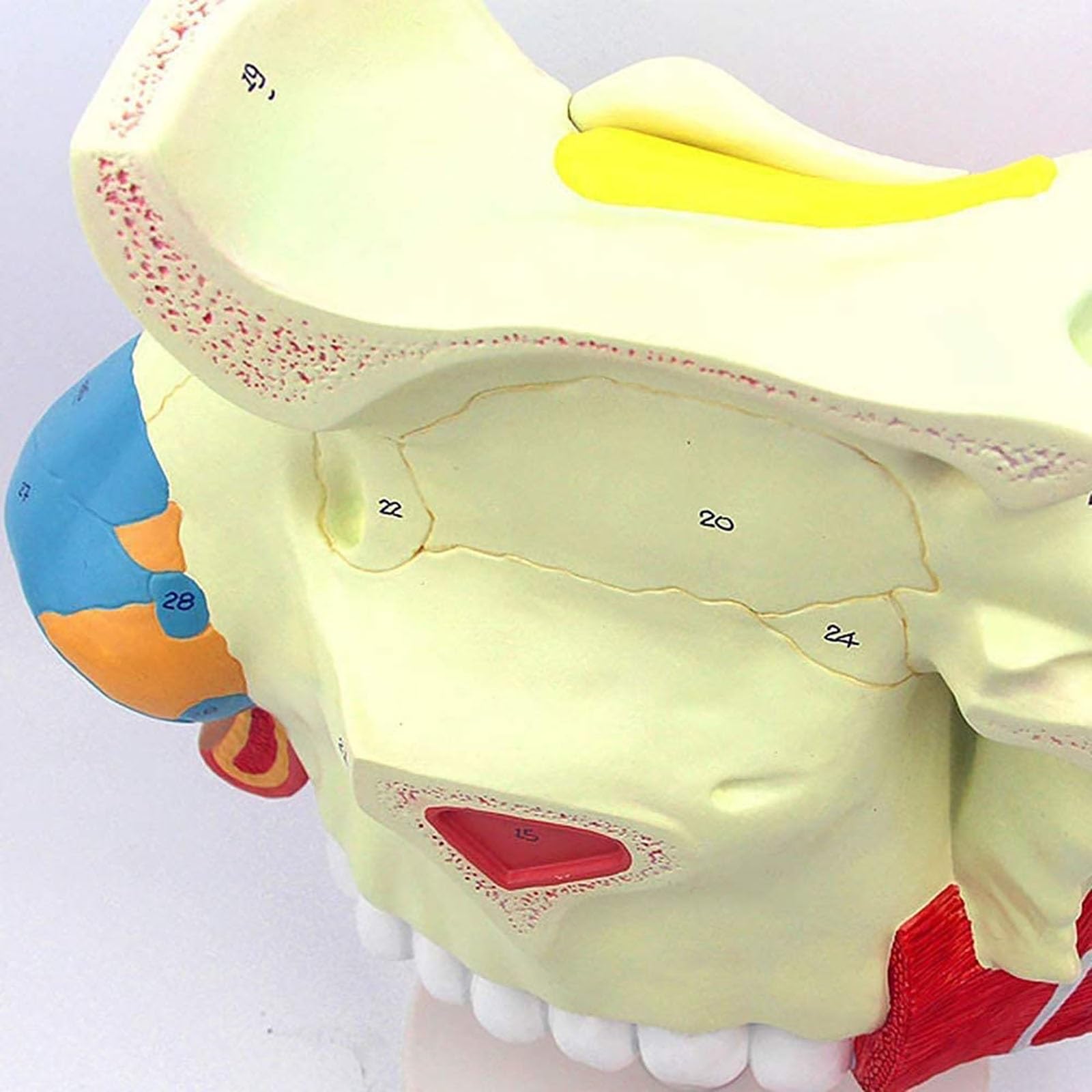 Modelo de anatomía de la cavidad nasal humana for uso educativo en el ámbito sanitario: material de formación detallado sobre endoscopio respiratorio en otorrinolaringología