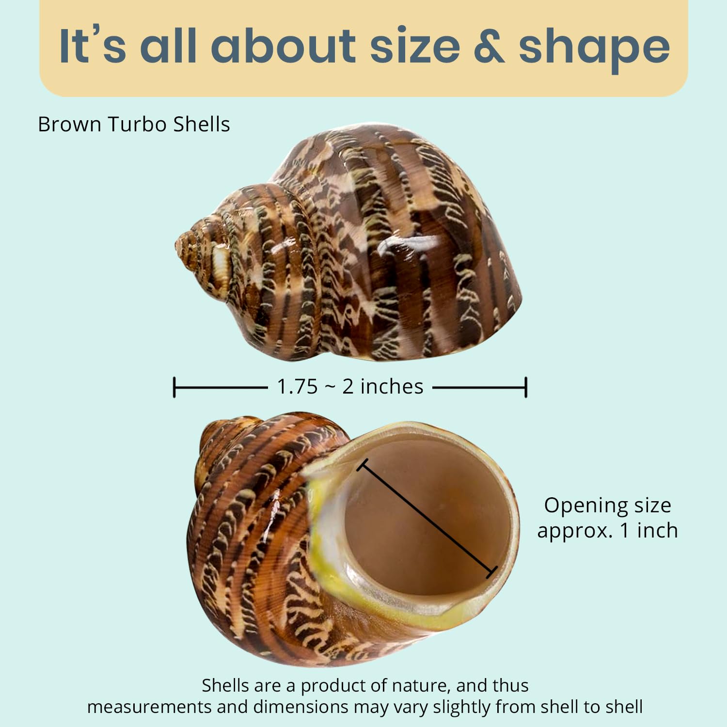 Hermit Crab Shells - Turbo Shells for Decor & Crafts -3
