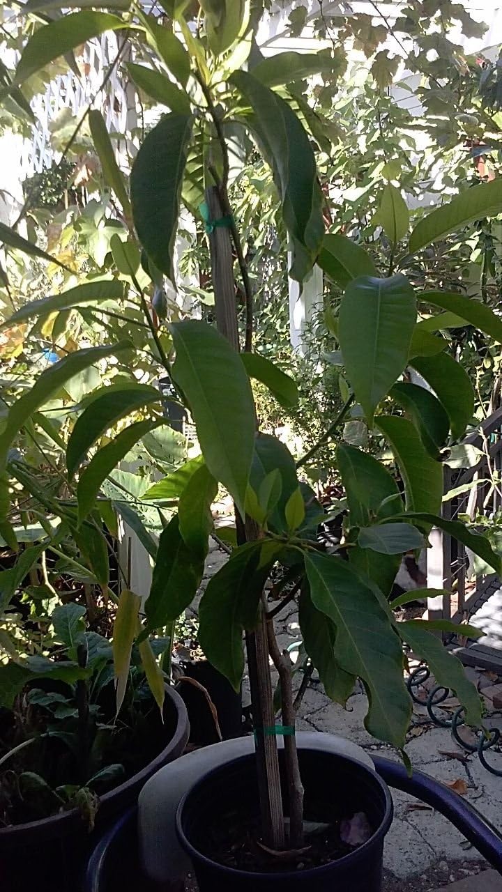 White Champaca Plant - 3 to 4Feet Tall - Ship in 3 Gal Pot