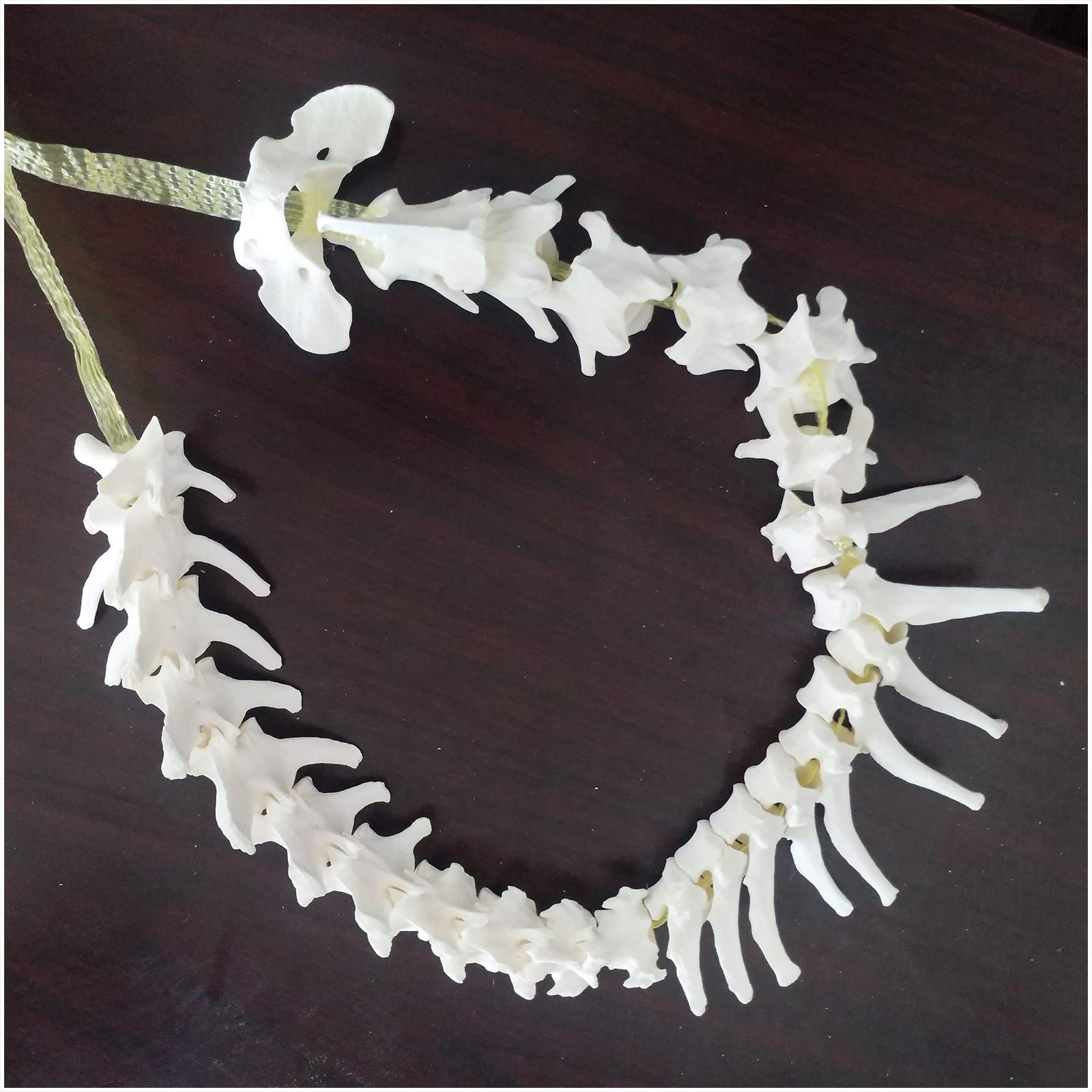 Lehre Ressourcen Hundewirbelsäule Modell - Hund Skeleton Knochen Modell Dog Wirbelsäule Modell - Tier Canine Anatomische pädagogische Eckzettel-Rücken-Modell - für Veterinärstudie Lehre,A