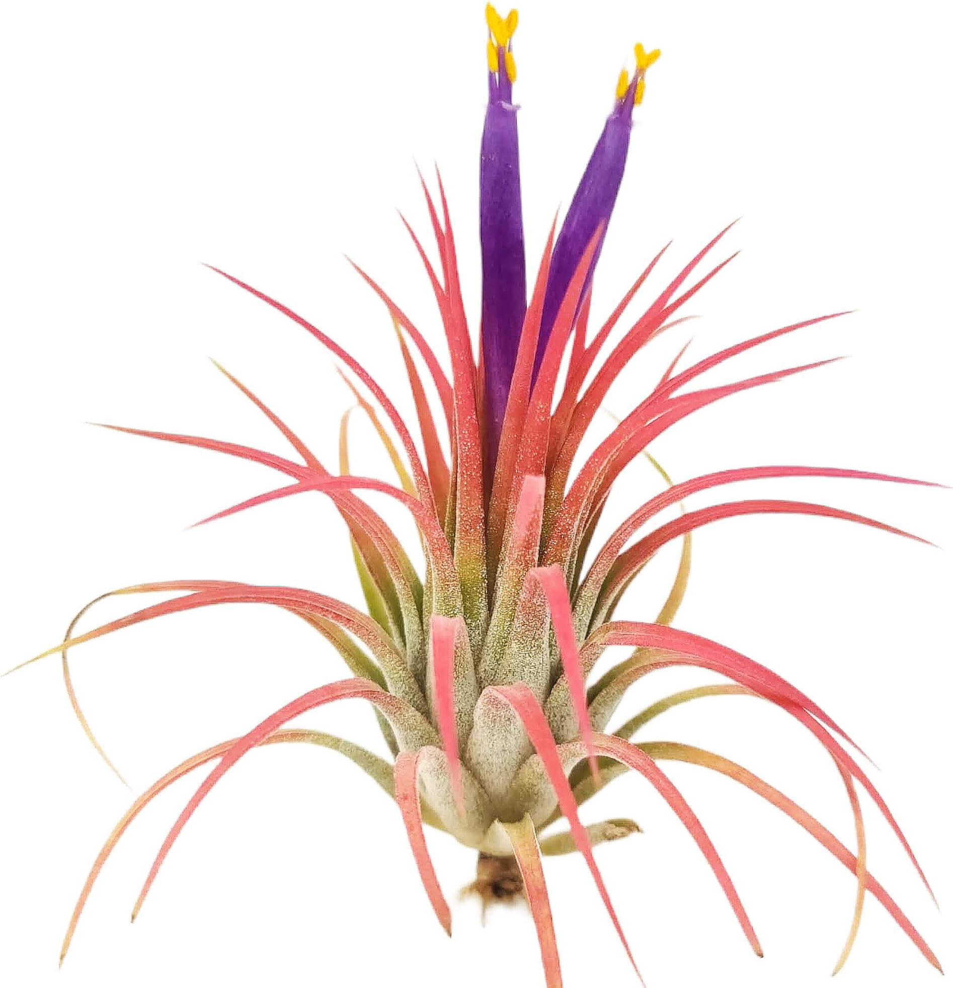 Small Air Plants - 3 Ionantha Rubra - 2 to 3 Inch Air Plant - Color & Form Varies by Season - 30 Day Guarantee on Tillandsia from The Drunken Gnome (3, Medium 2-3")