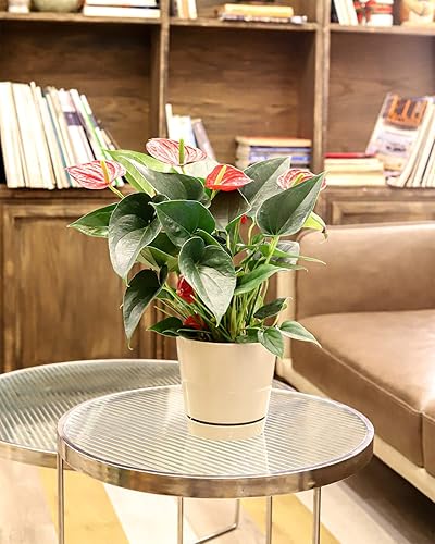 Miniatura 5 de Maceta minimalista de avena de 4 pulgadas con platillo, maceta moderna de cerámica, maceta de avena para suculentas y plantas de interior, maceta