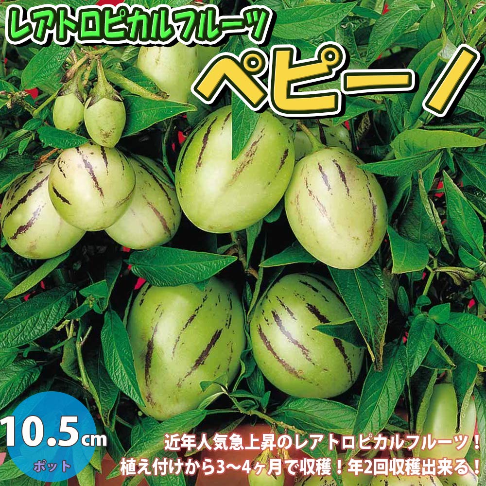 ペピーノ　挿し木用/枝　カット　1本　果実/園芸　フルーツ系 ペピーノ 挿し木用/枝 カット 1本 果実/園芸 フルーツ系 【公式通販】