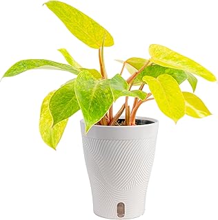 Costa Farms Philodendron Painted Lady Live Plant in Self Watering Pot, A...