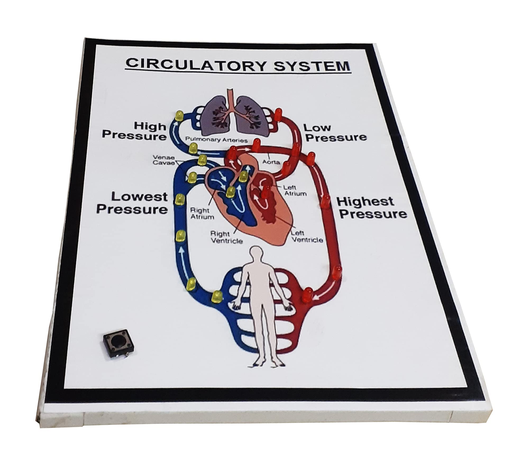 Circulatory System with Light/Biology Project & Model.