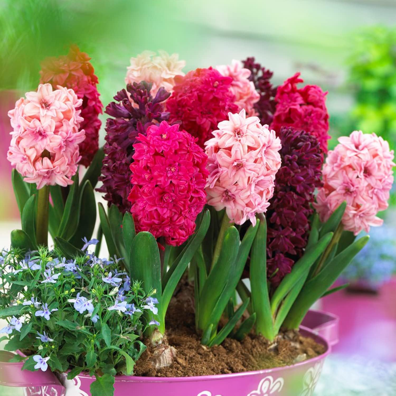 10 Gerani Resistenti Al Freddo - Mix Di 5 Varietà (Bianco, Rosso, Rosa, Viola), Piante Perenni Olandesi - Foto 7