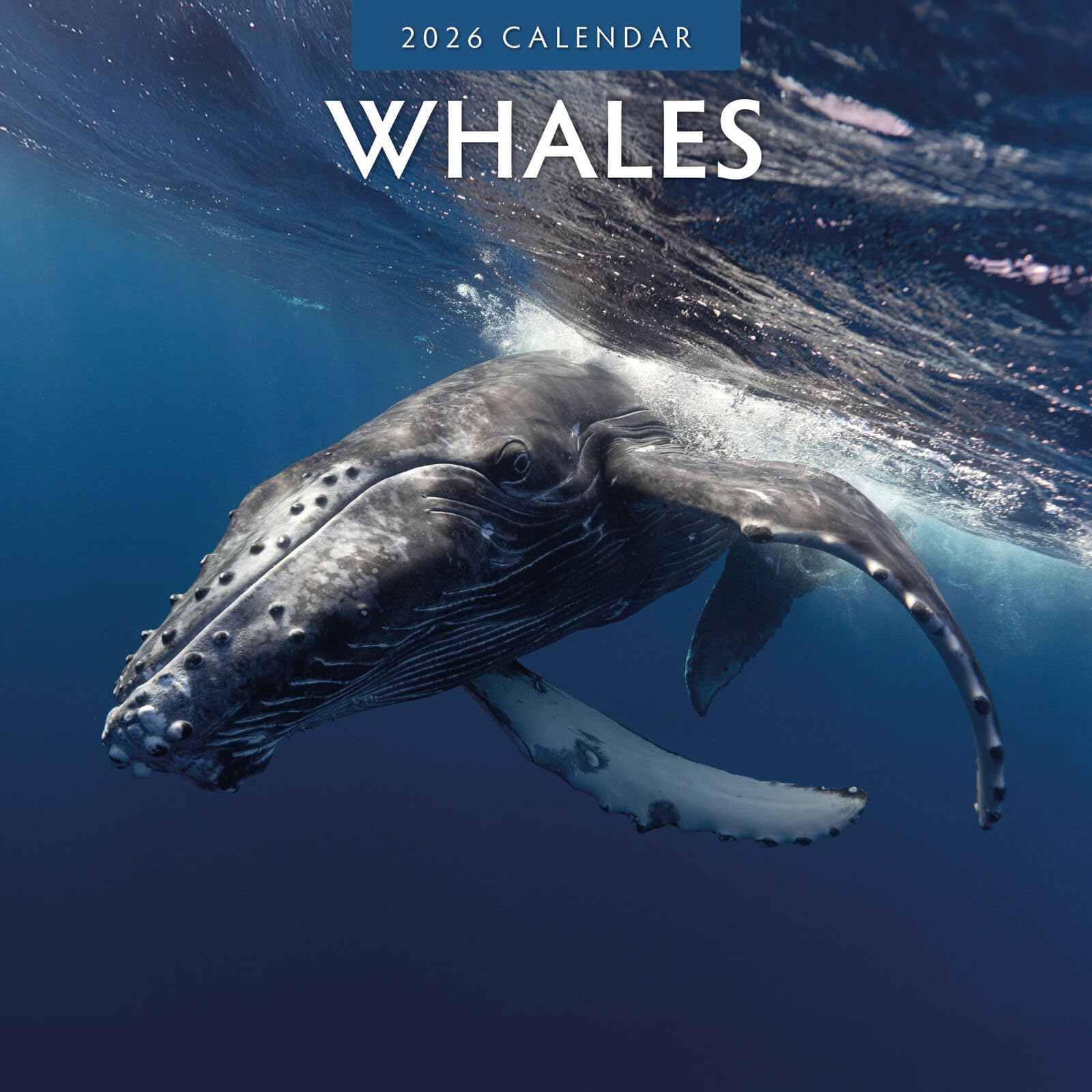 Whales Calendar 2026