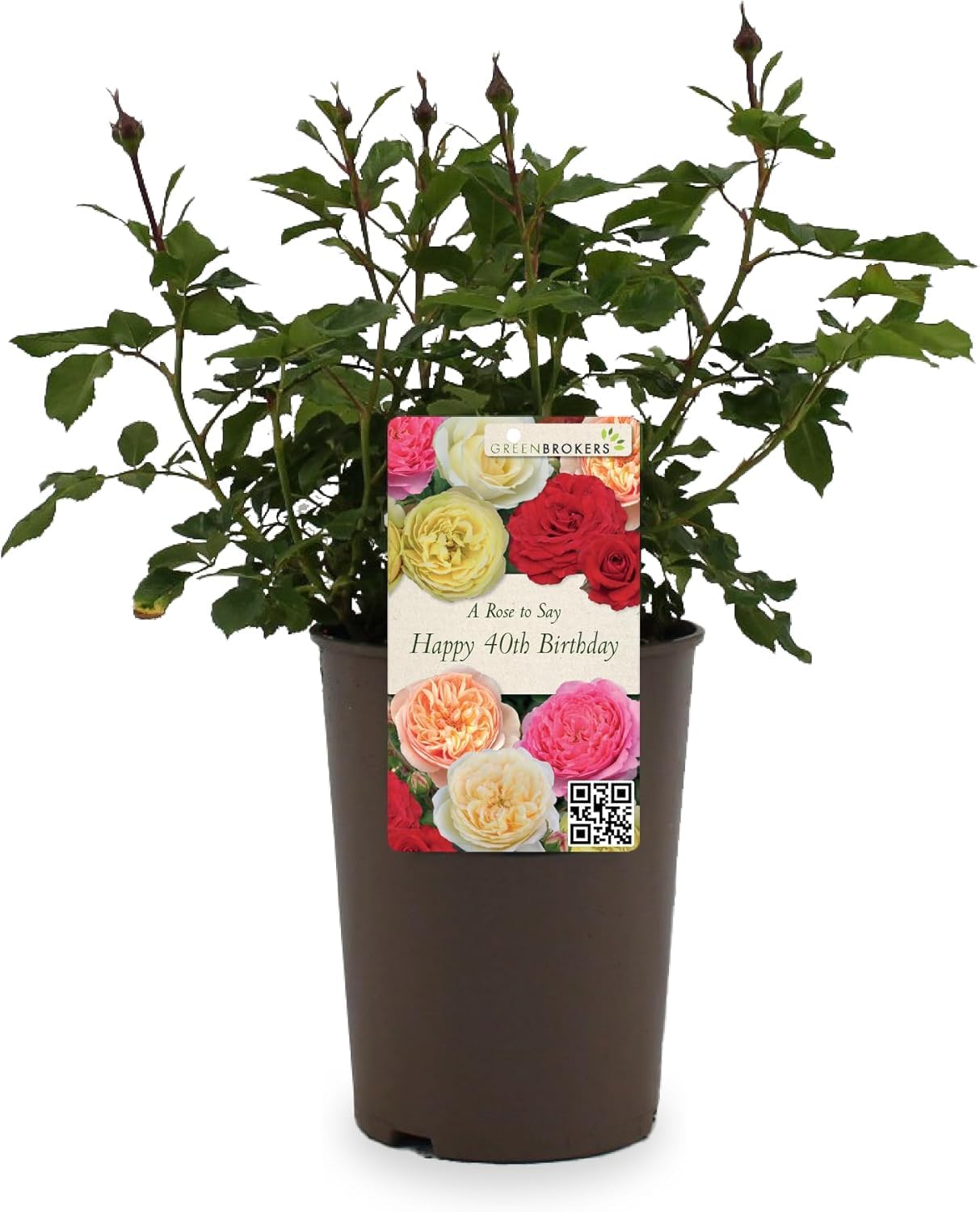 Beautiful Red Gift Rose - " To Say Happy 40th Birthday" - Gift Wrap Included | Modern Garden Hybrid Bush Rose - 3L Potted Floral Flowers